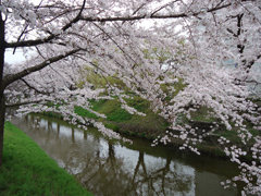 16桜.JPG